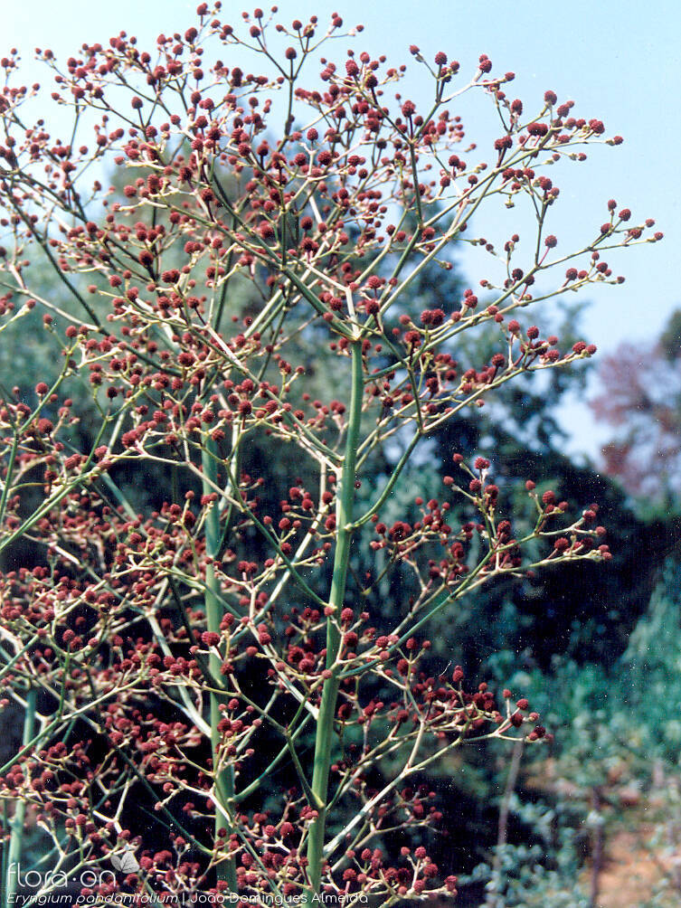 Eryngium pandanifolium - Flor (geral) | João Domingues Almeida; CC BY-NC 4.0
