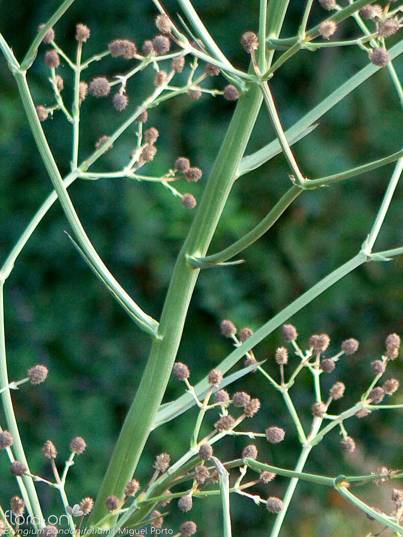 Eryngium pandanifolium - Bráctea | Miguel Porto; CC BY-NC 4.0