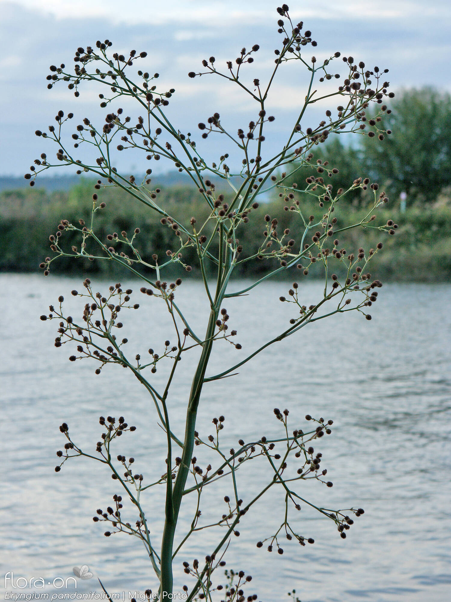 Eryngium pandanifolium - Flor (geral) | Miguel Porto; CC BY-NC 4.0