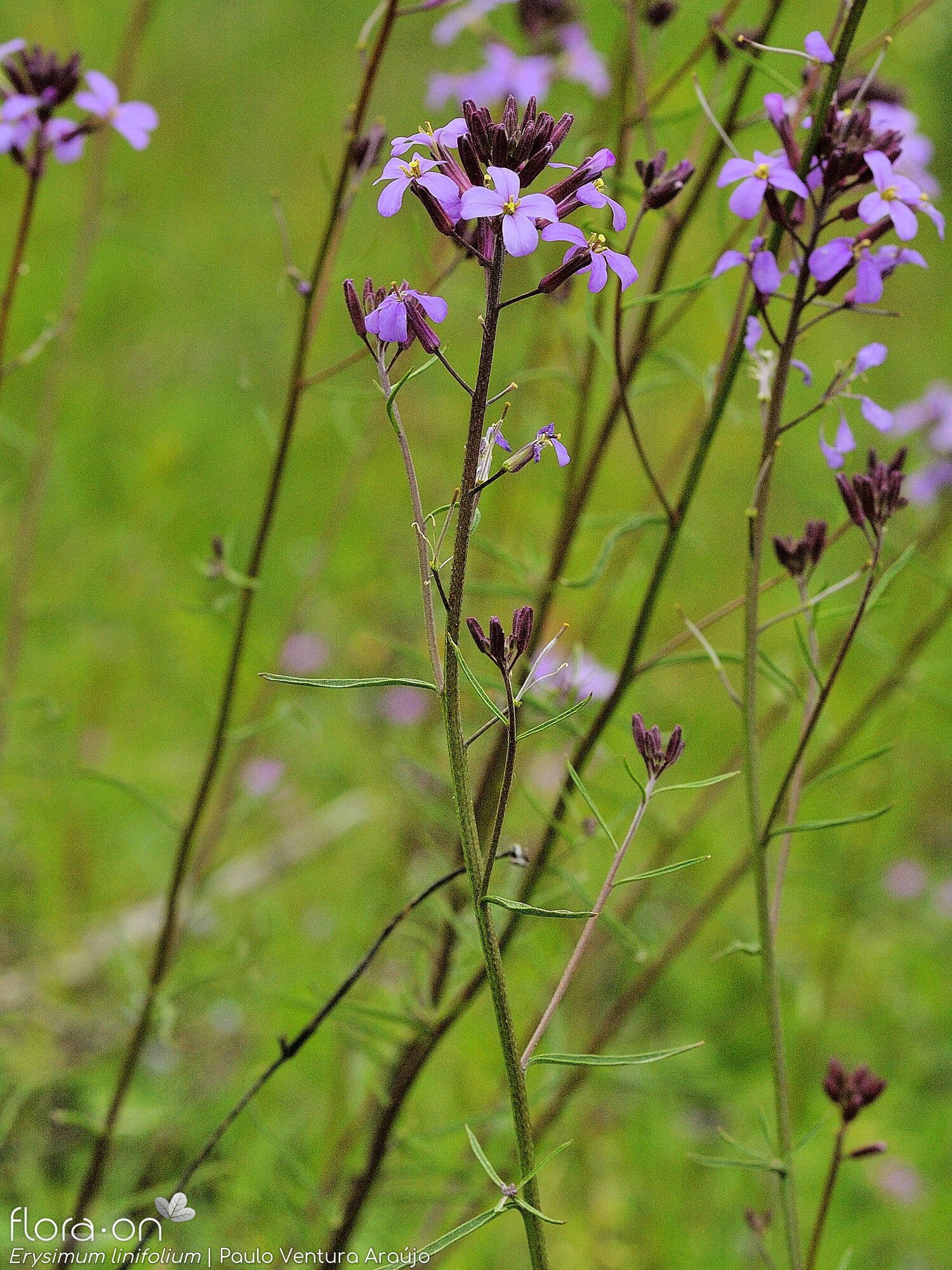Erysimum linifolium - Flor (geral) | Paulo Ventura Araújo; CC BY-NC 4.0