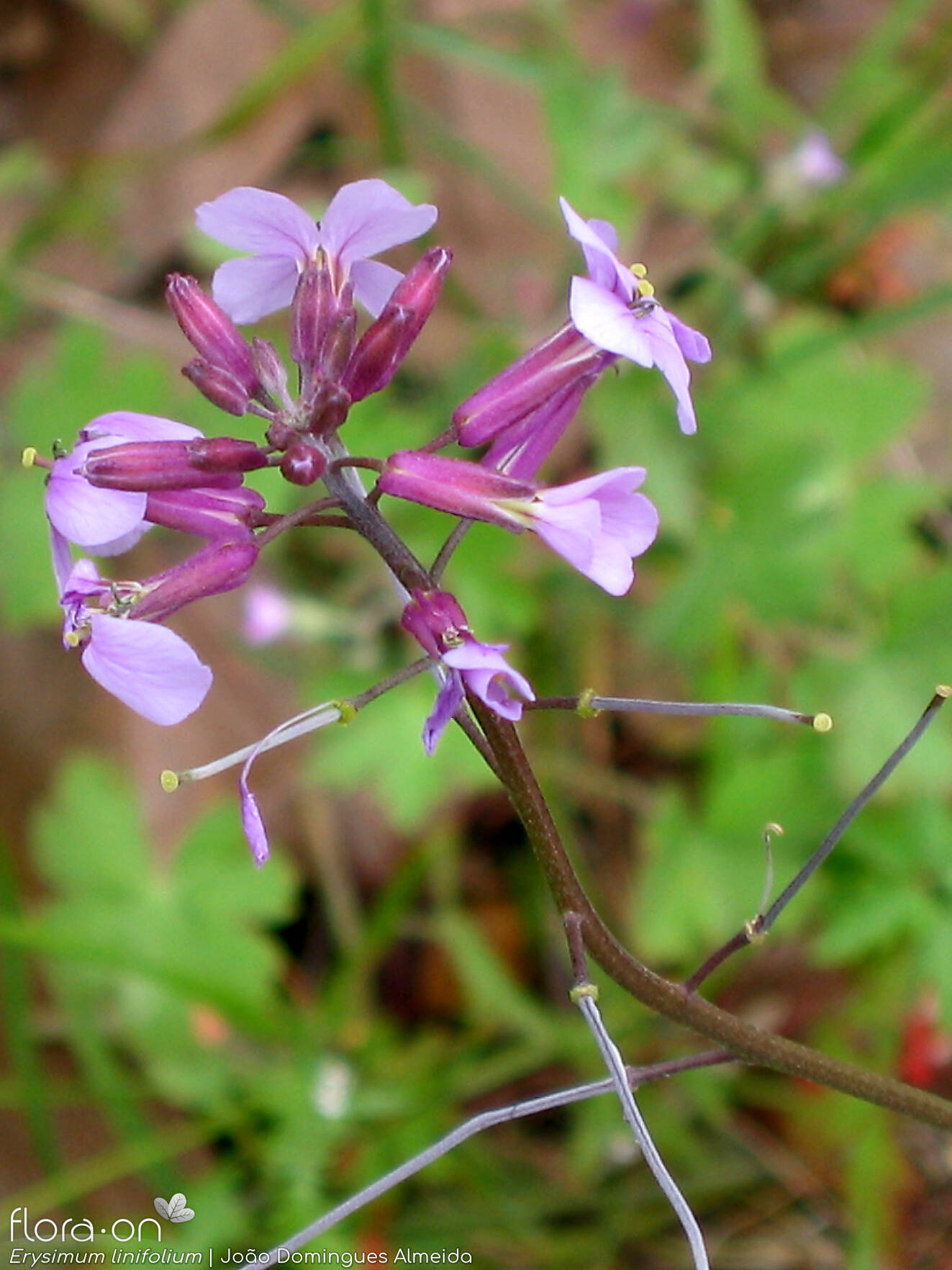 Erysimum linifolium - Flor (geral) | João Domingues Almeida; CC BY-NC 4.0