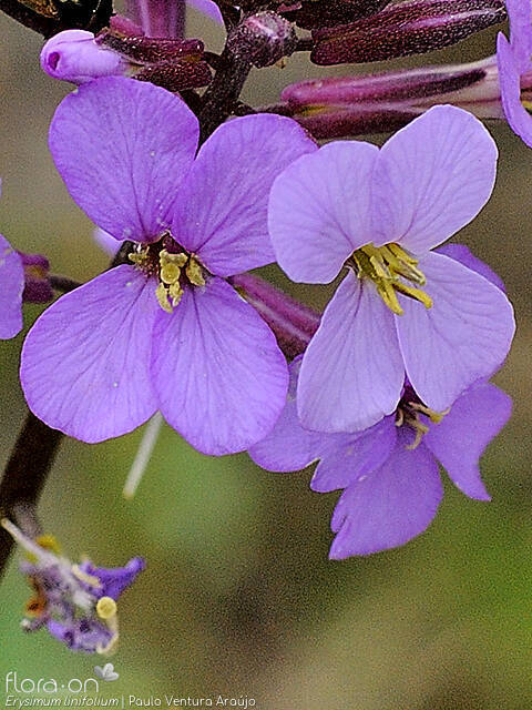 Erysimum linifolium - Flor (close-up) | Paulo Ventura Araújo; CC BY-NC 4.0