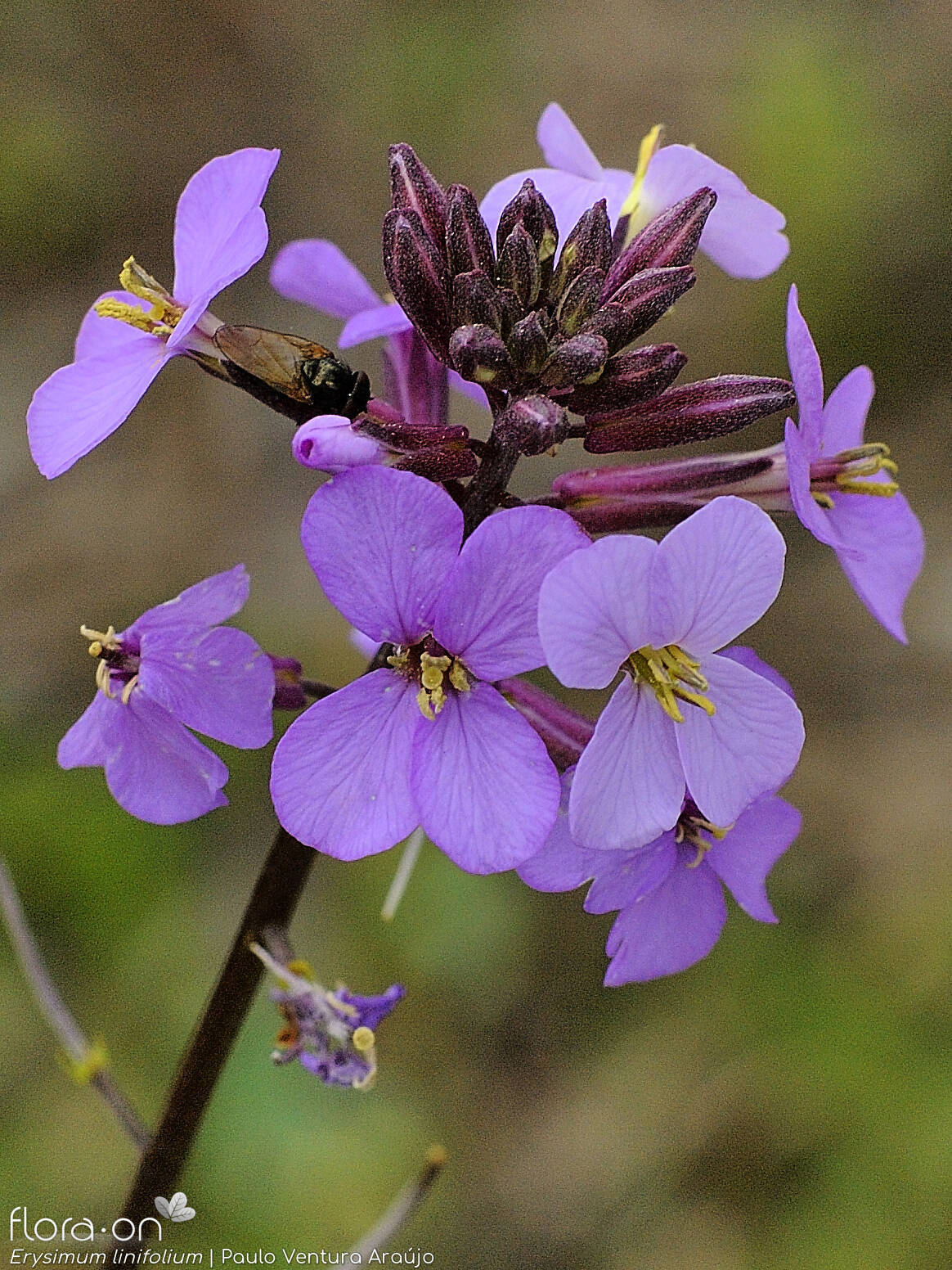 Erysimum linifolium - Flor (close-up) | Paulo Ventura Araújo; CC BY-NC 4.0