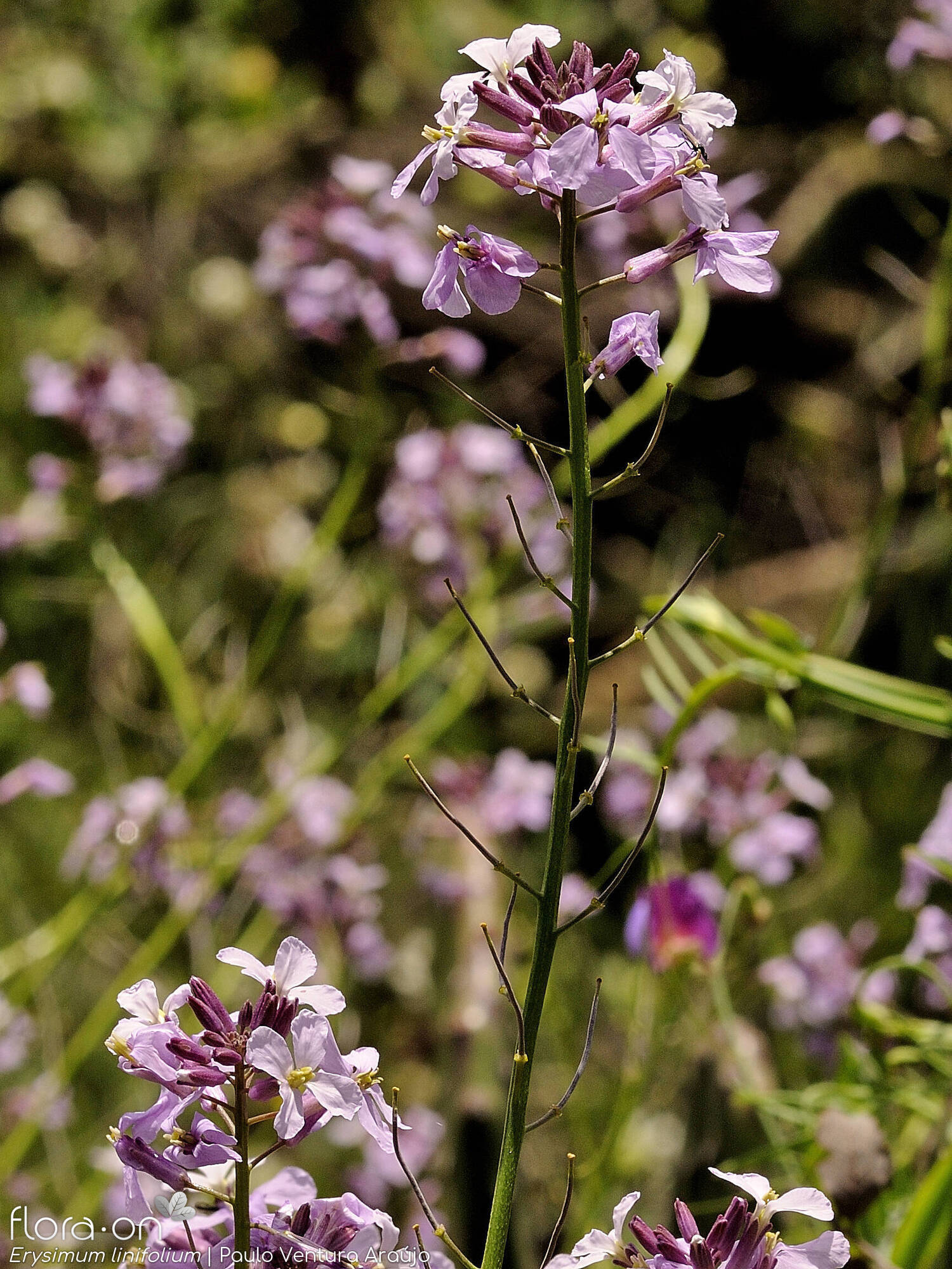 Erysimum linifolium - Flor (geral) | Paulo Ventura Araújo; CC BY-NC 4.0