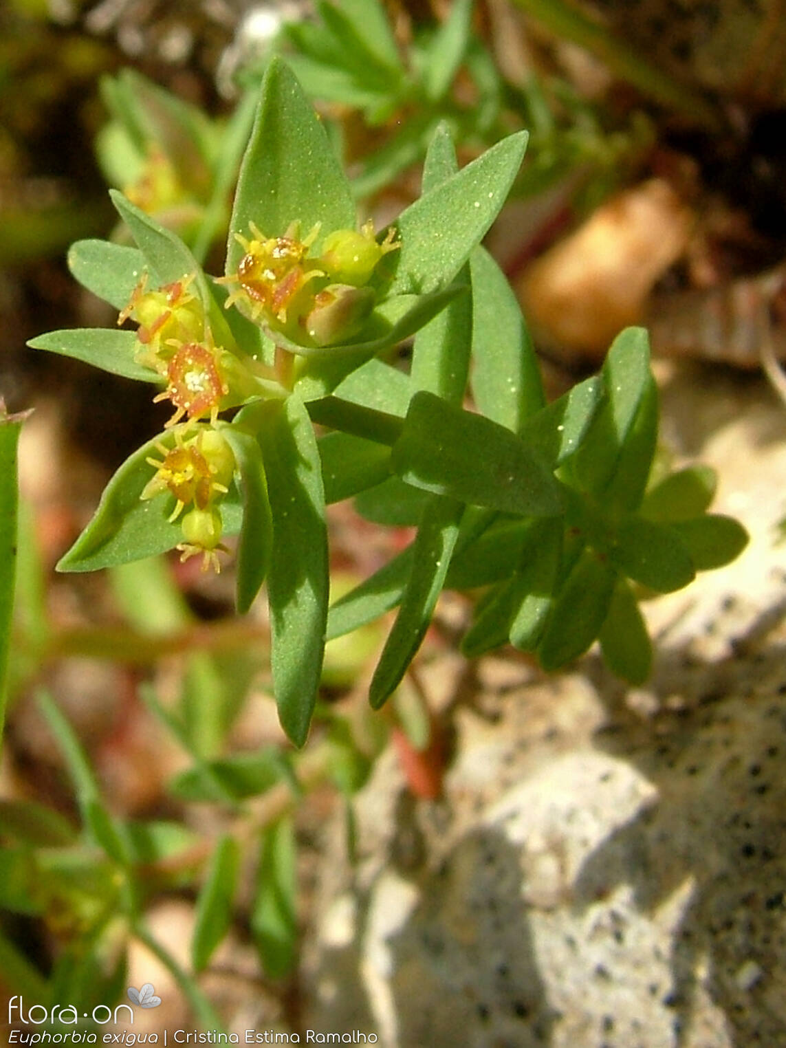 Euphorbia exigua - Flor (geral) | Cristina Estima Ramalho; CC BY-NC 4.0