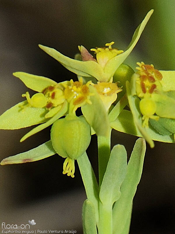 Euphorbia exigua - Flor (geral) | Paulo Ventura Araújo; CC BY-NC 4.0