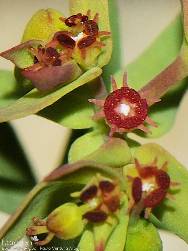Euphorbia exigua - Flor (close-up) | Paulo Ventura Araújo; CC BY-NC 4.0