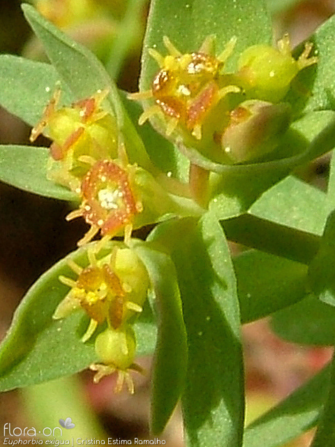 Euphorbia exigua - Flor (close-up) | Cristina Estima Ramalho; CC BY-NC 4.0