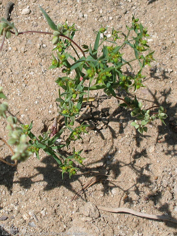 Euphorbia exigua - Hábito | João Domingues Almeida; CC BY-NC 4.0