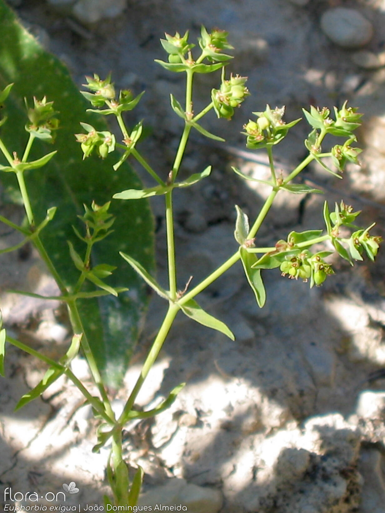 Euphorbia exigua - Hábito | João Domingues Almeida; CC BY-NC 4.0