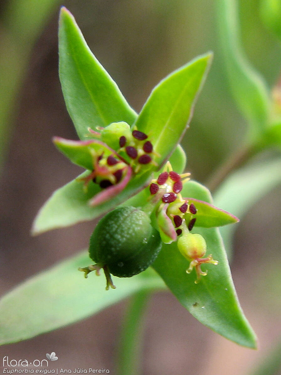 Euphorbia exigua - Fruto | Ana Júlia Pereira; CC BY-NC 4.0