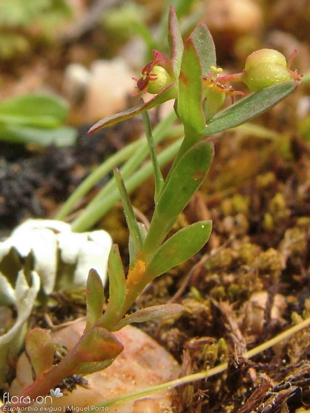 Euphorbia exigua - Hábito | Miguel Porto; CC BY-NC 4.0