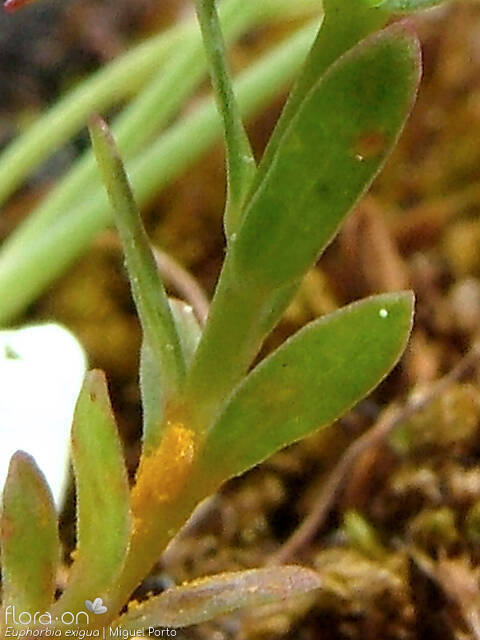Euphorbia exigua - Folha | Miguel Porto; CC BY-NC 4.0