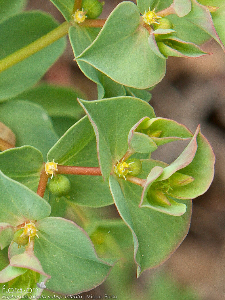 Euphorbia falcata falcata - Flor (close-up) | Miguel Porto; CC BY-NC 4.0