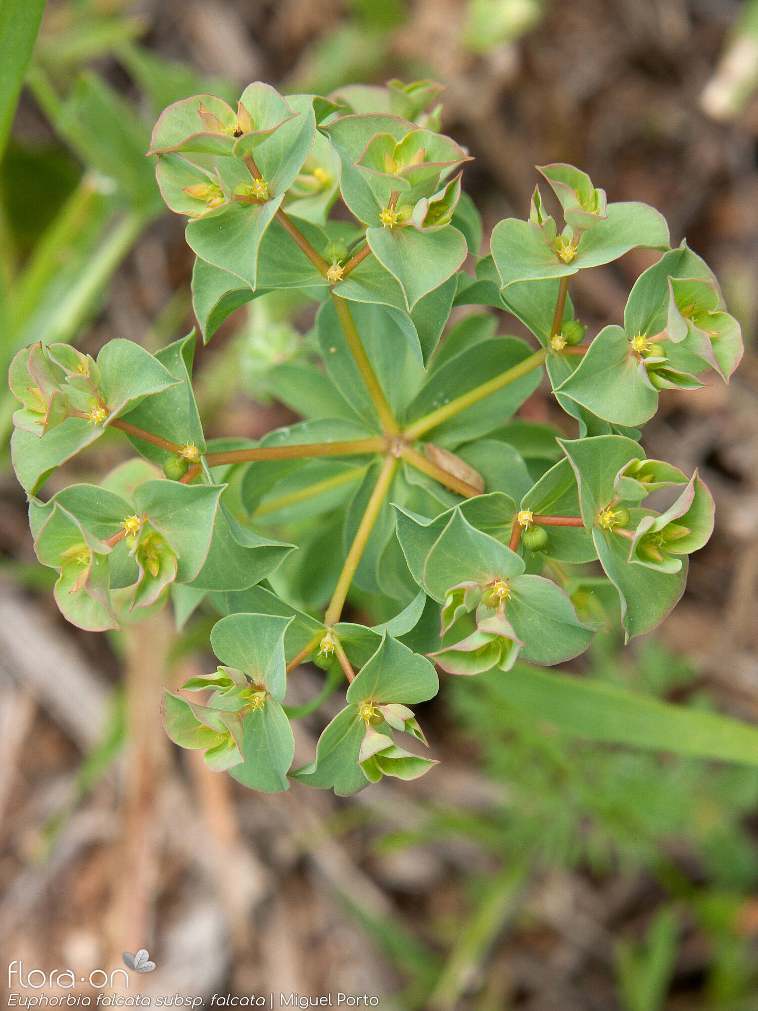 Euphorbia falcata falcata - Flor (geral) | Miguel Porto; CC BY-NC 4.0