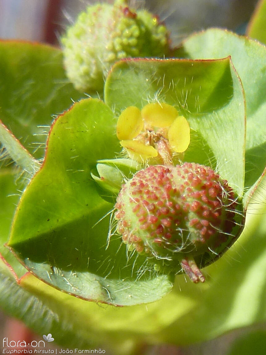 Euphorbia hirsuta - Fruto | João Farminhão; CC BY-NC 4.0