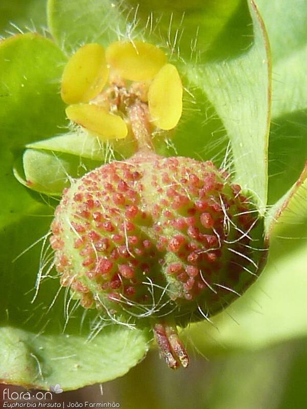 Euphorbia hirsuta - Fruto | João Farminhão; CC BY-NC 4.0