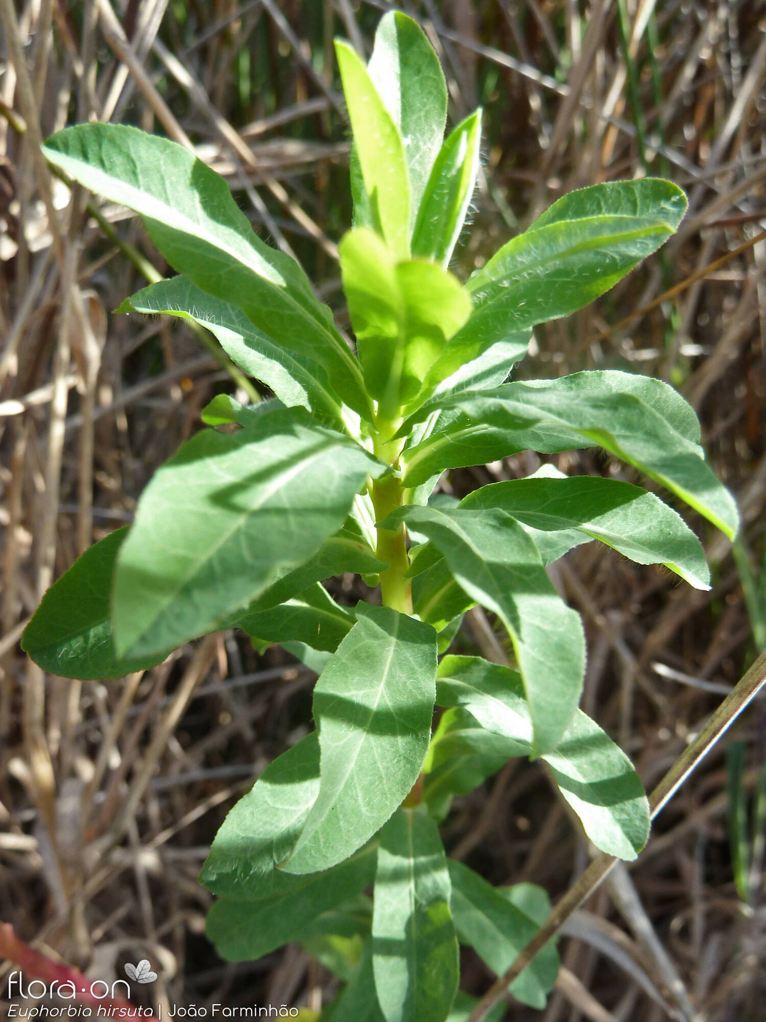 Euphorbia hirsuta - Hábito | João Farminhão; CC BY-NC 4.0