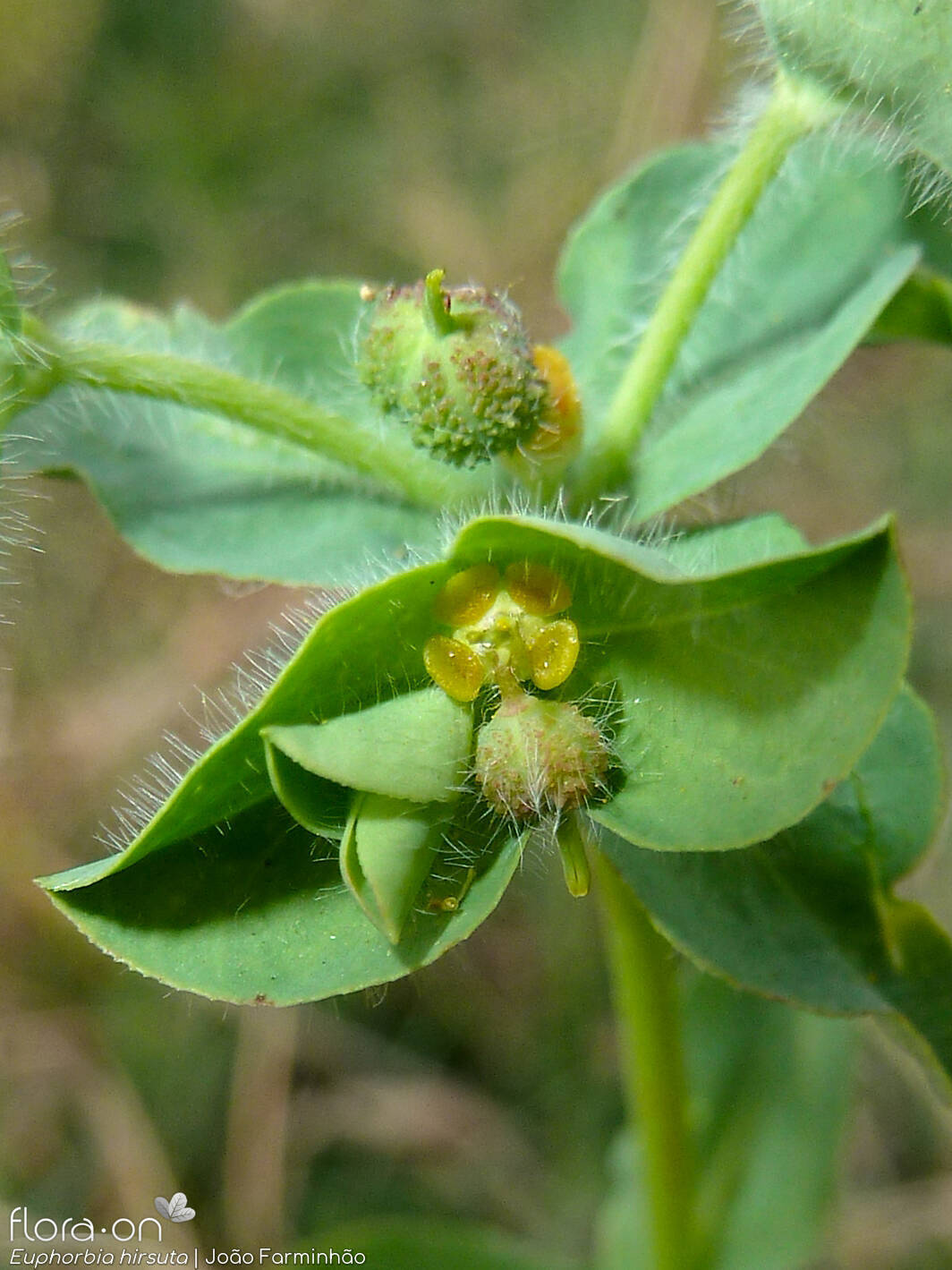 Euphorbia hirsuta - Bráctea | João Farminhão; CC BY-NC 4.0