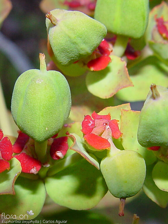 Euphorbia oxyphylla - Fruto | Carlos Aguiar; CC BY-NC 4.0