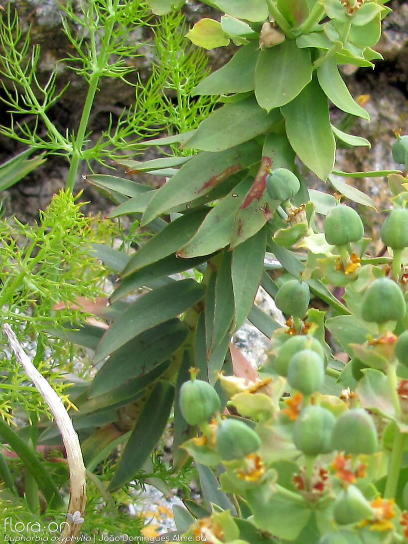 Euphorbia oxyphylla - Folha | João Domingues Almeida; CC BY-NC 4.0