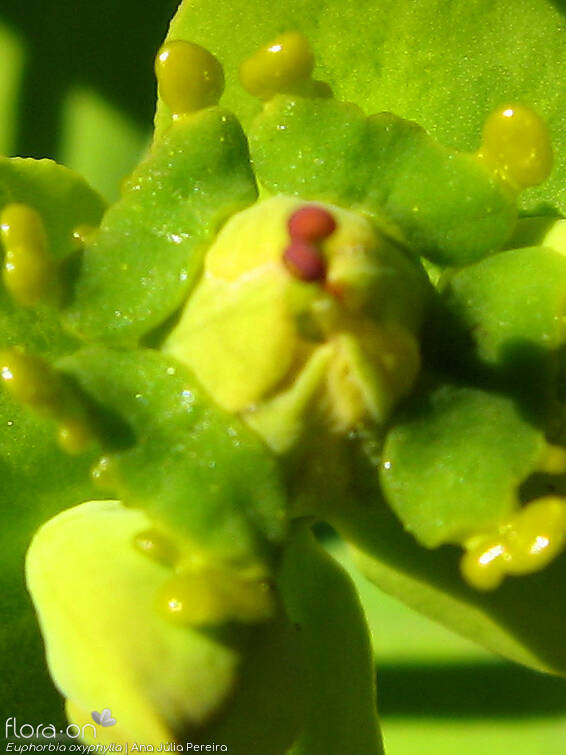 Euphorbia oxyphylla - Flor (close-up) | Ana Júlia Pereira; CC BY-NC 4.0