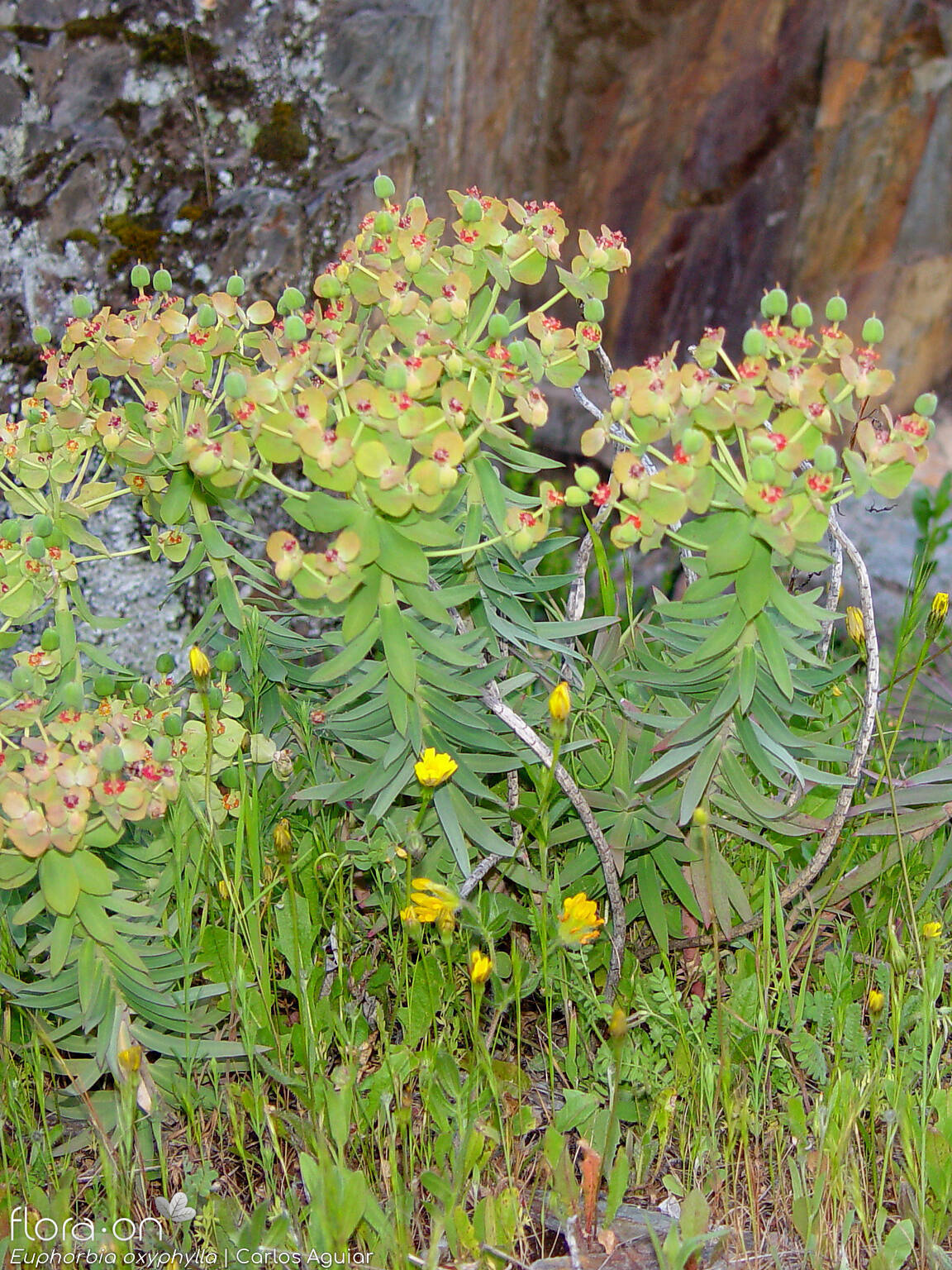 Euphorbia oxyphylla - Hábito | Carlos Aguiar; CC BY-NC 4.0