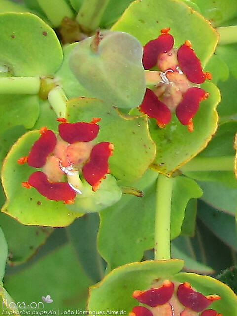 Euphorbia oxyphylla - Flor (close-up) | João Domingues Almeida; CC BY-NC 4.0