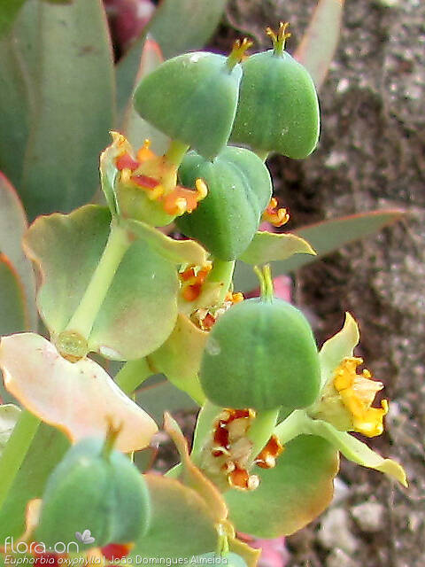 Euphorbia oxyphylla - Fruto | João Domingues Almeida; CC BY-NC 4.0