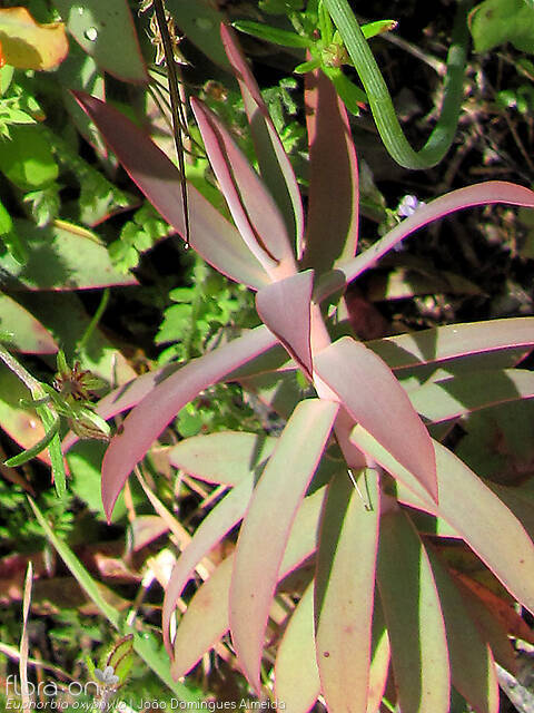 Euphorbia oxyphylla - Folha | João Domingues Almeida; CC BY-NC 4.0