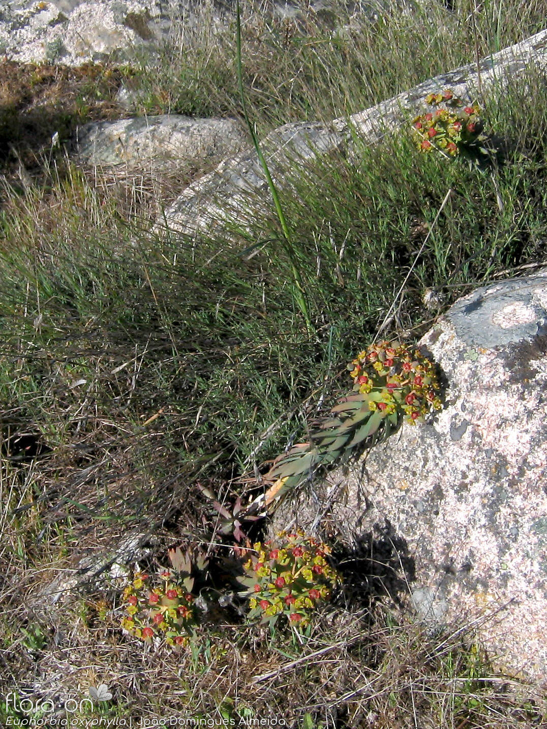 Euphorbia oxyphylla - Habitat | João Domingues Almeida; CC BY-NC 4.0