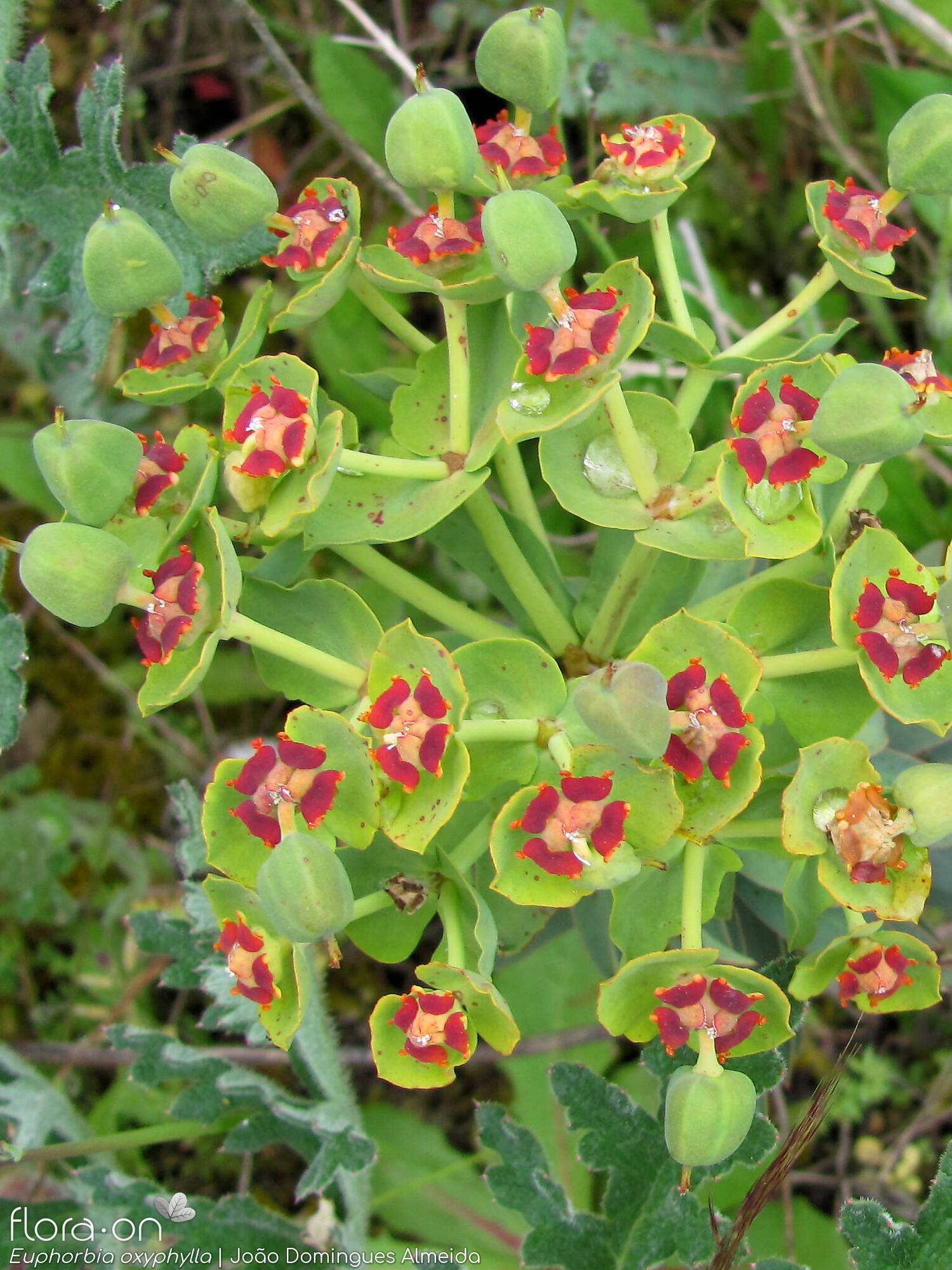 Euphorbia oxyphylla - Flor (geral) | João Domingues Almeida; CC BY-NC 4.0