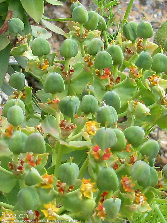 Euphorbia oxyphylla - Flor (geral) | João Domingues Almeida; CC BY-NC 4.0