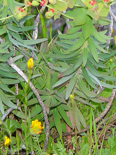 Euphorbia oxyphylla - Folha | Carlos Aguiar; CC BY-NC 4.0