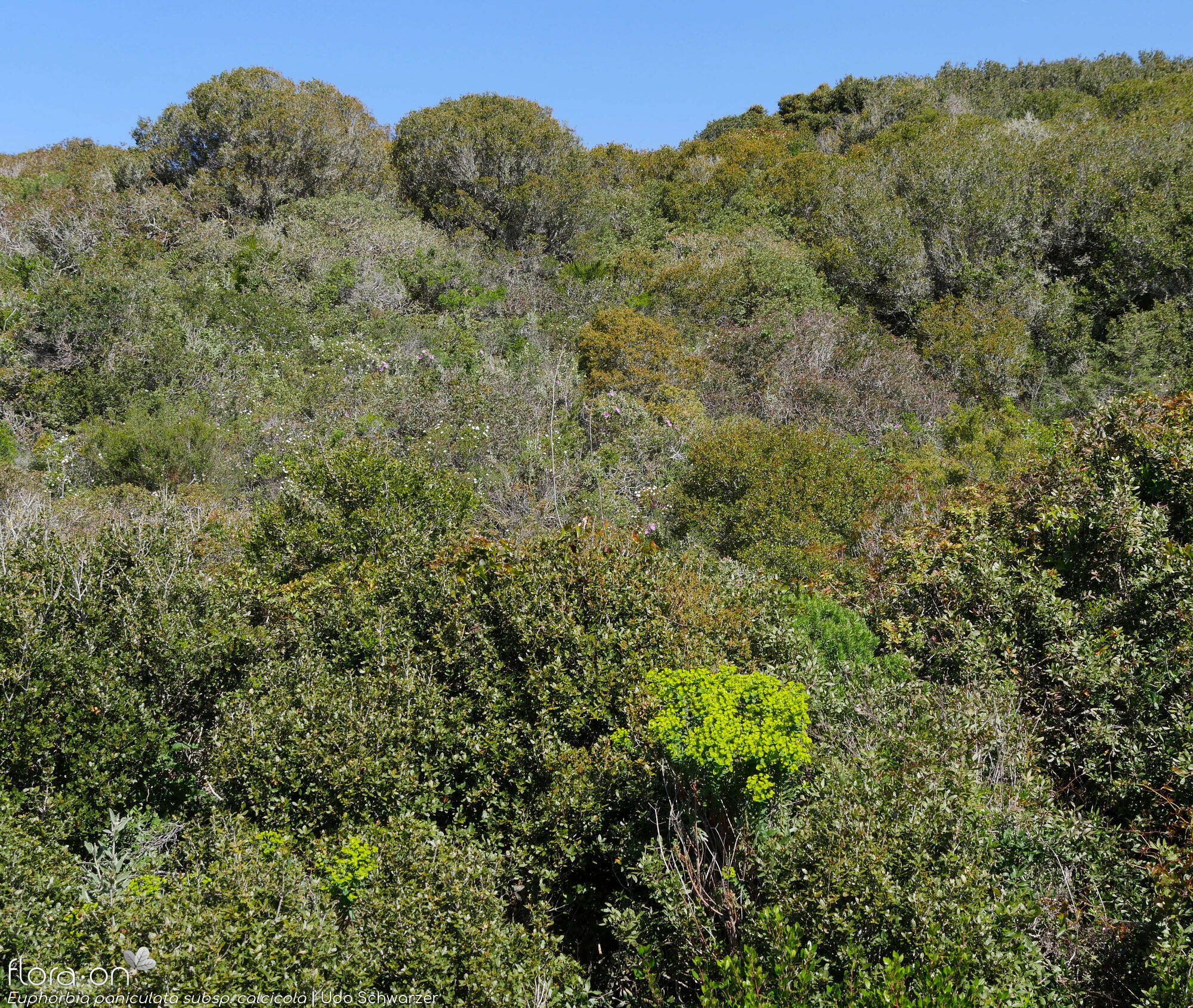 Euphorbia paniculata - Habitat | Udo Schwarzer; CC BY-NC 4.0