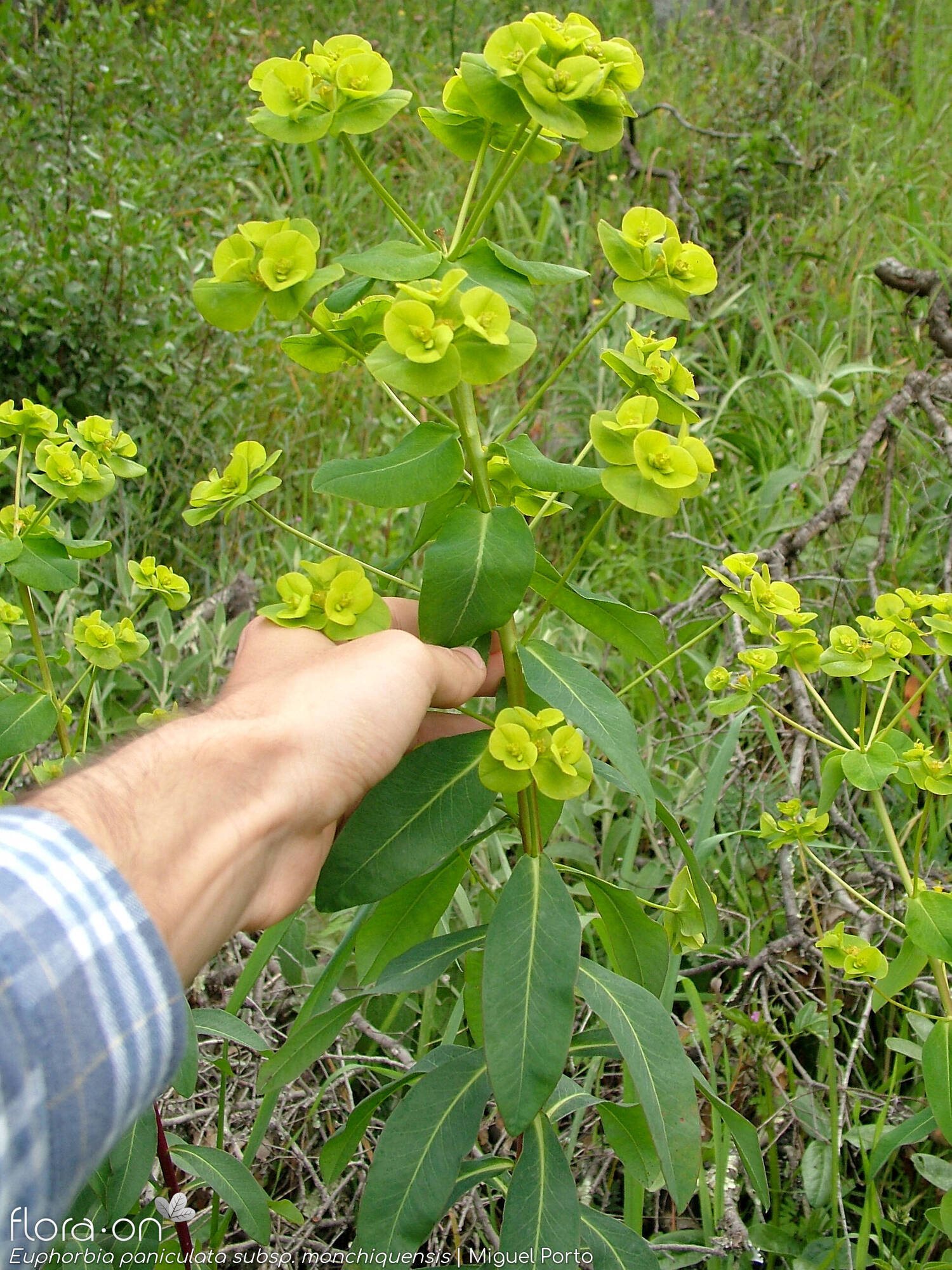 Euphorbia paniculata - Flor (geral) | Miguel Porto; CC BY-NC 4.0