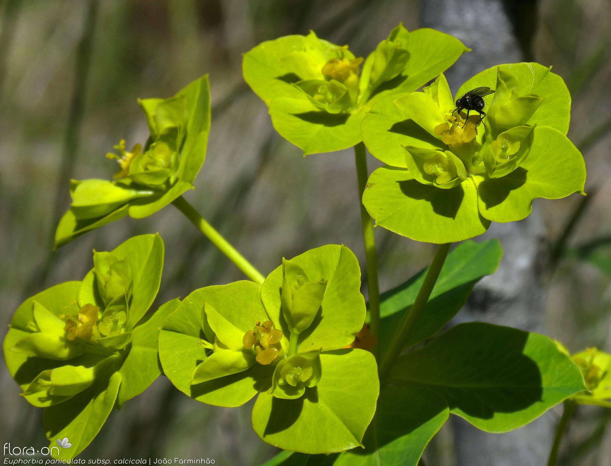 Euphorbia paniculata - Flor (geral) | João Farminhão; CC BY-NC 4.0