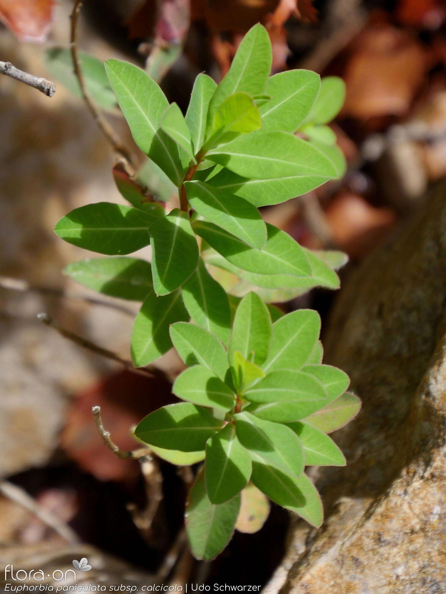 Euphorbia paniculata - Folha (geral) | Udo Schwarzer; CC BY-NC 4.0