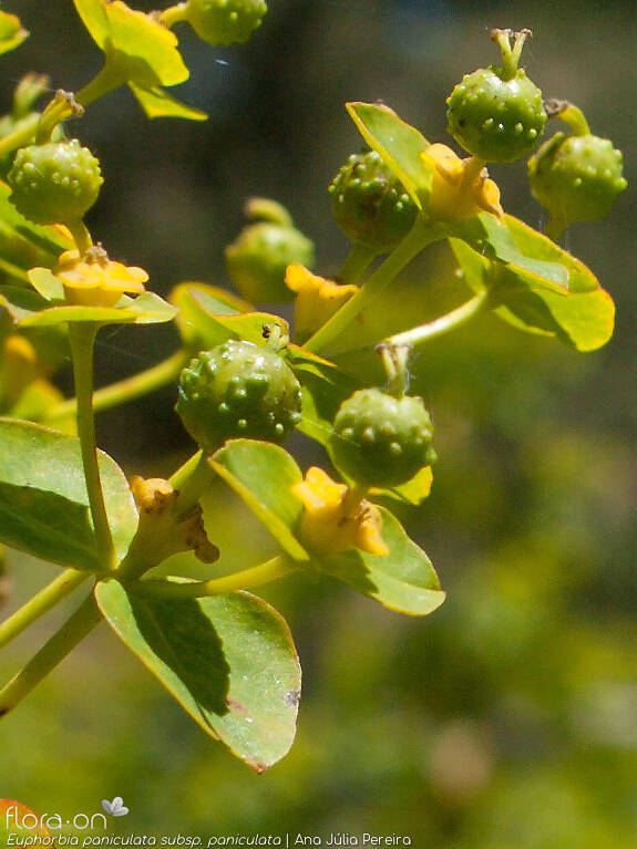 Euphorbia paniculata - Fruto | Ana Júlia Pereira; CC BY-NC 4.0