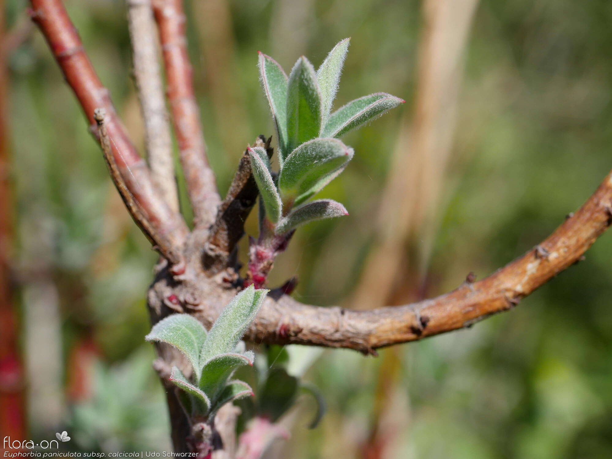 Euphorbia paniculata - Folha | Udo Schwarzer; CC BY-NC 4.0