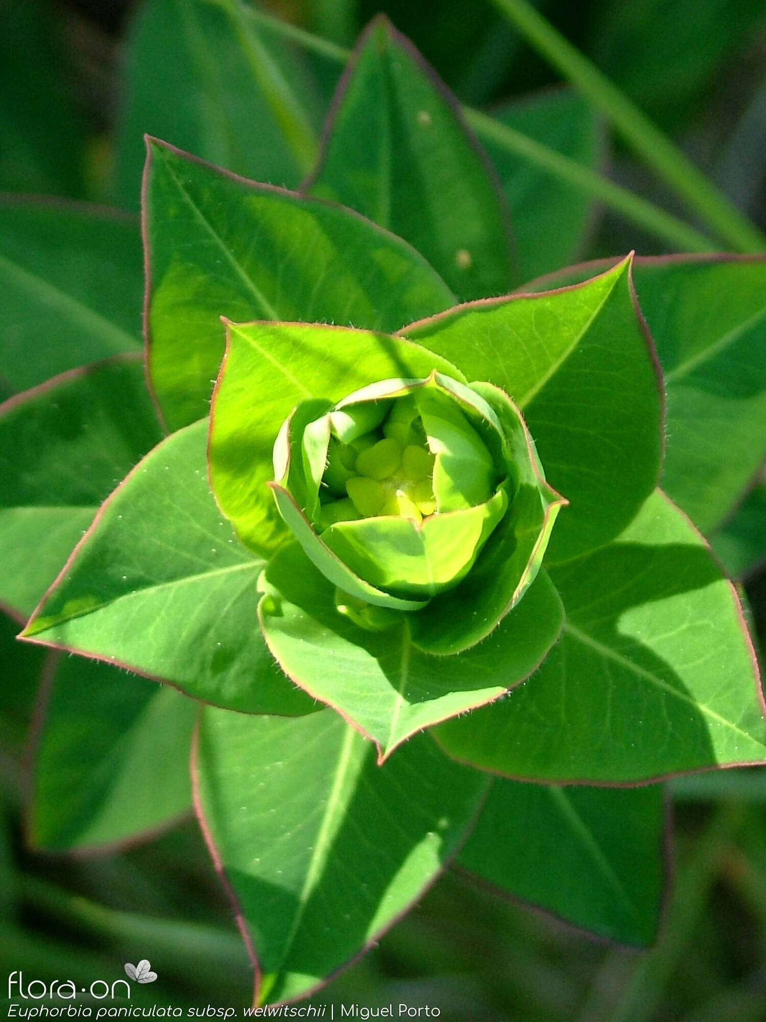 Euphorbia paniculata - Folha | Miguel Porto; CC BY-NC 4.0