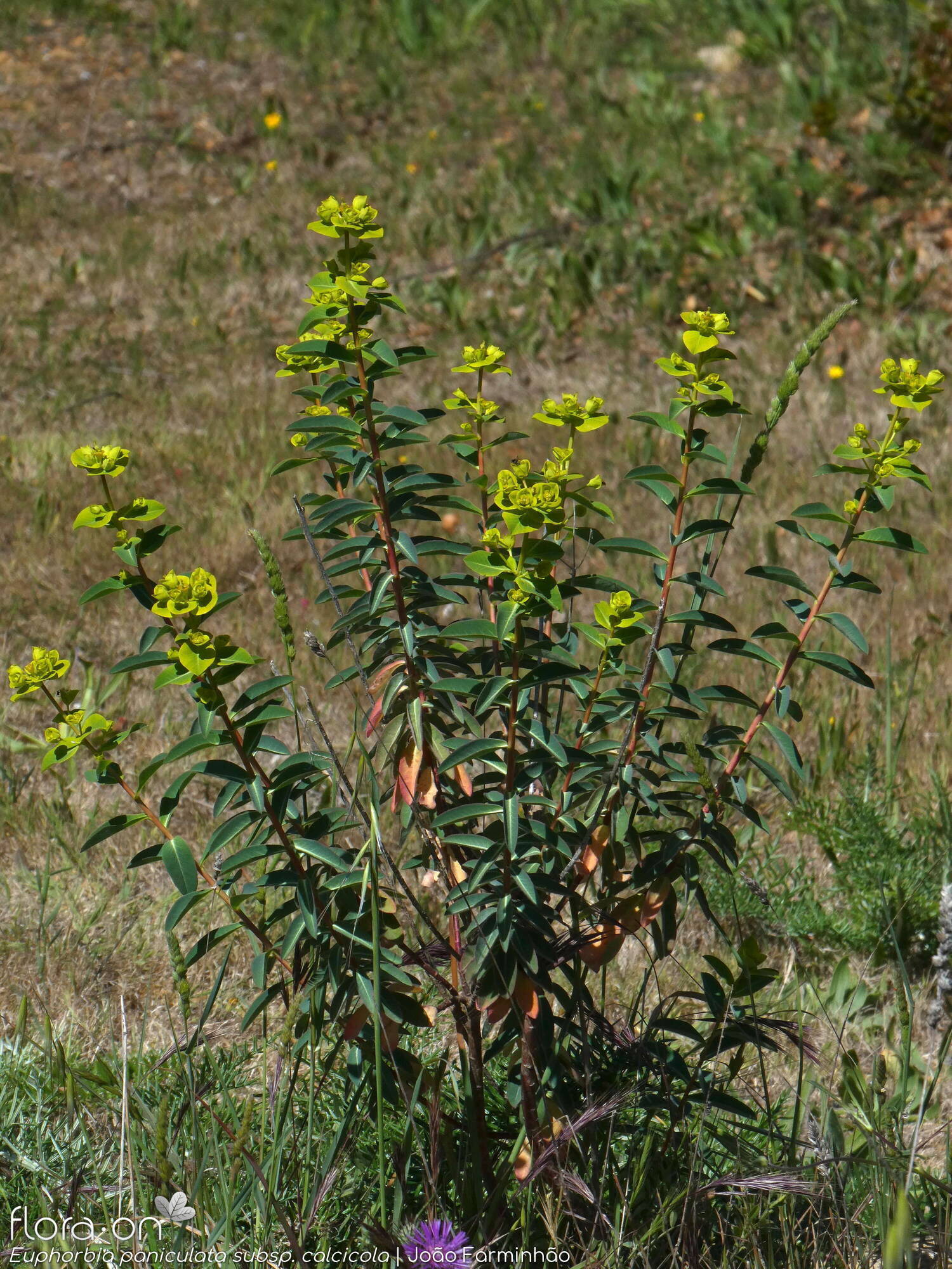 Euphorbia paniculata - Hábito | João Farminhão; CC BY-NC 4.0
