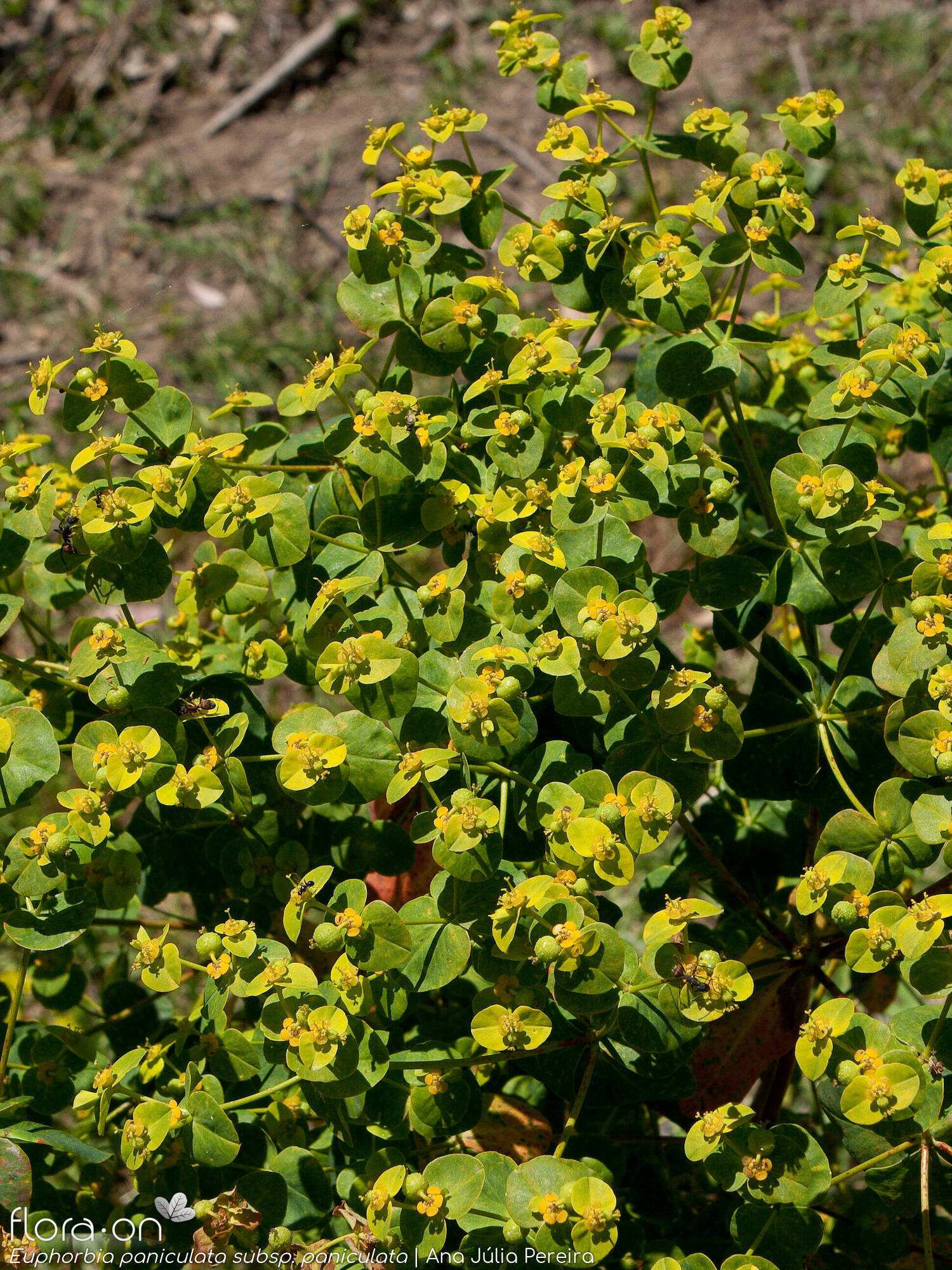 Euphorbia paniculata - Hábito | Ana Júlia Pereira; CC BY-NC 4.0