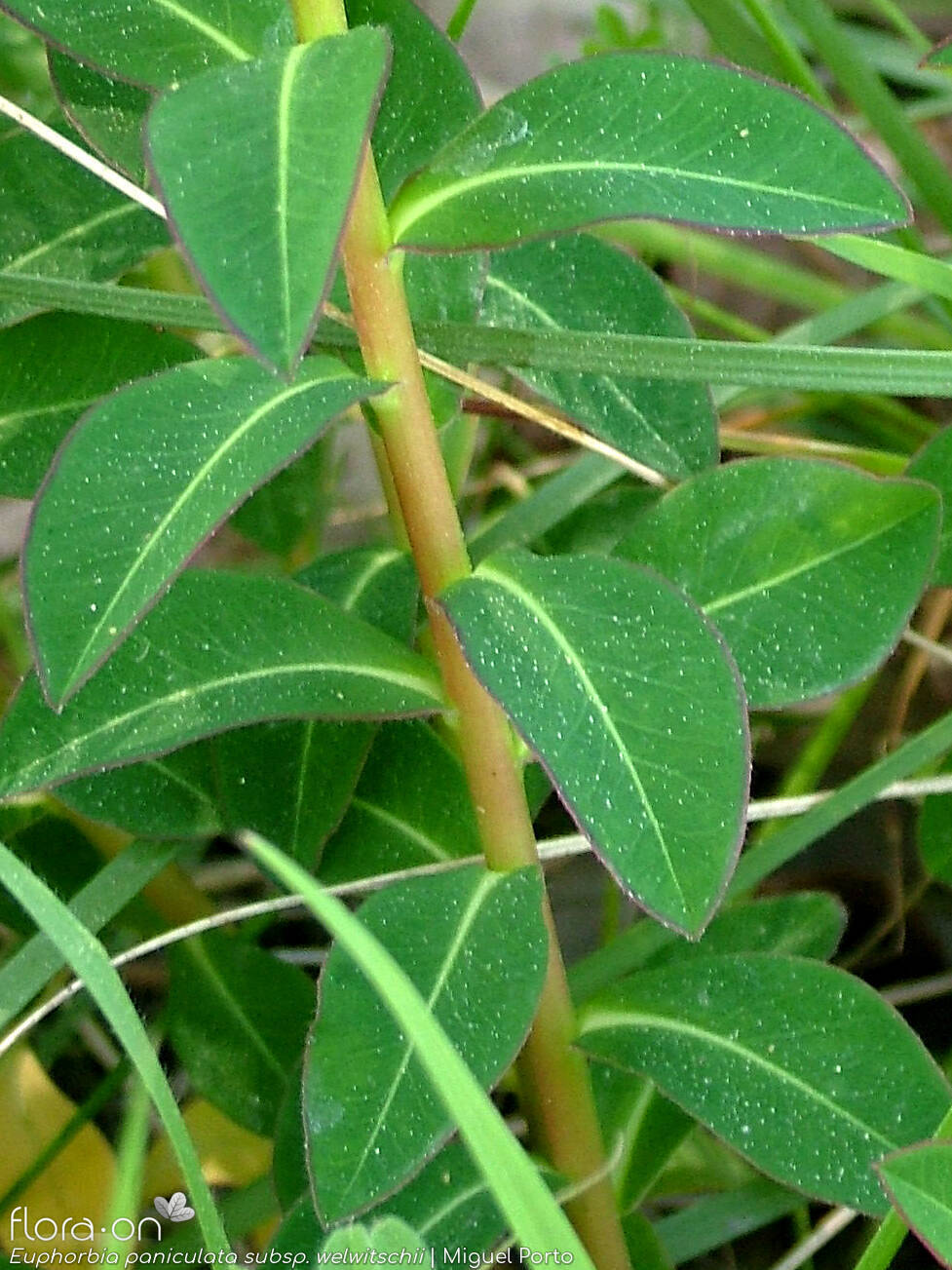 Euphorbia paniculata - Caule | Miguel Porto; CC BY-NC 4.0