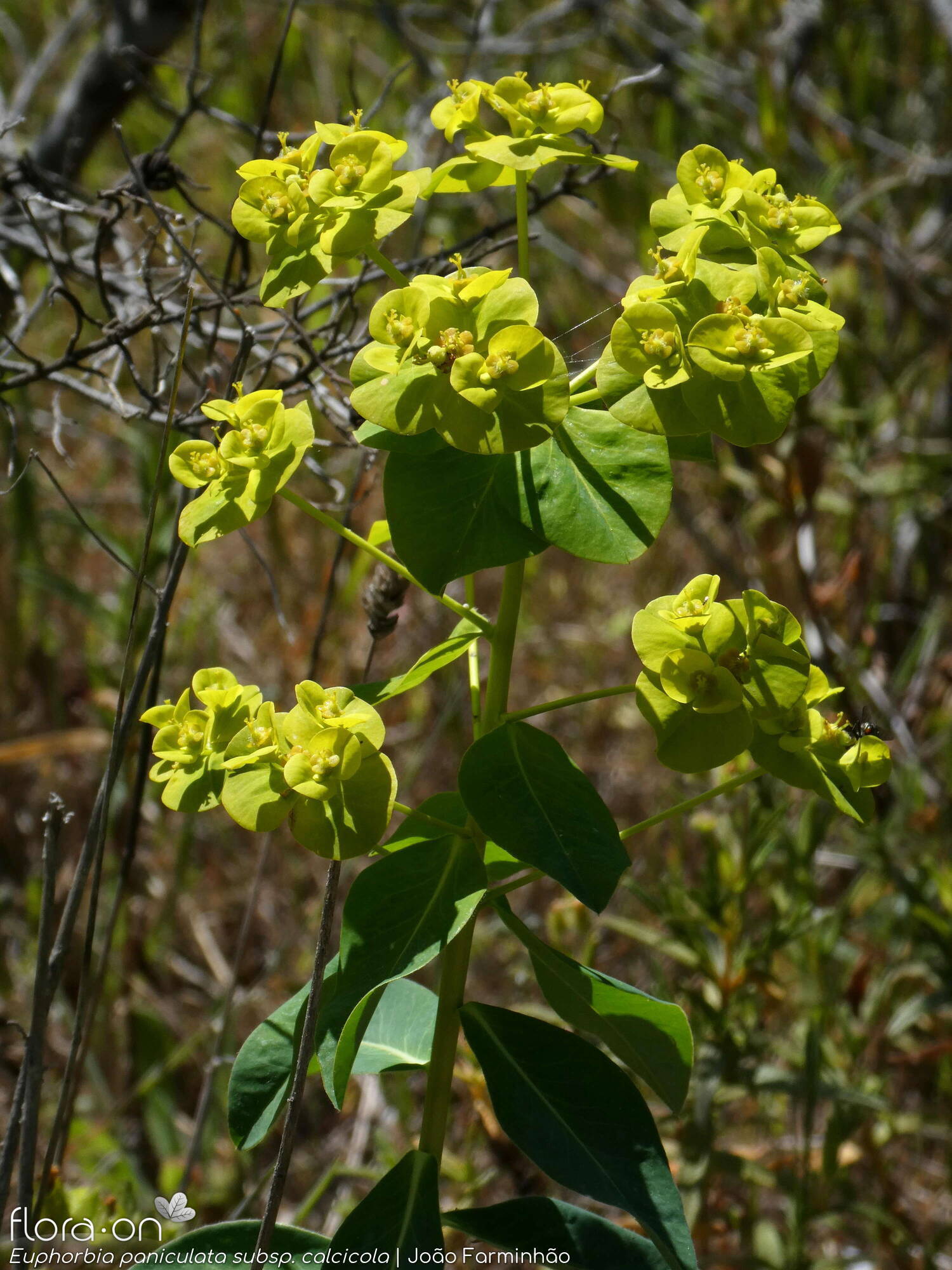 Euphorbia paniculata - Flor (geral) | João Farminhão; CC BY-NC 4.0