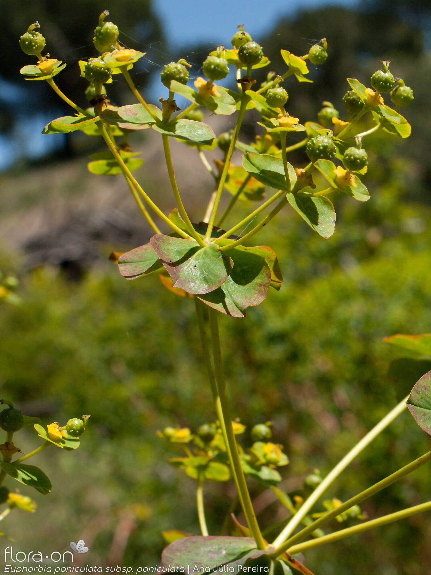Euphorbia paniculata - Flor (geral) | Ana Júlia Pereira; CC BY-NC 4.0