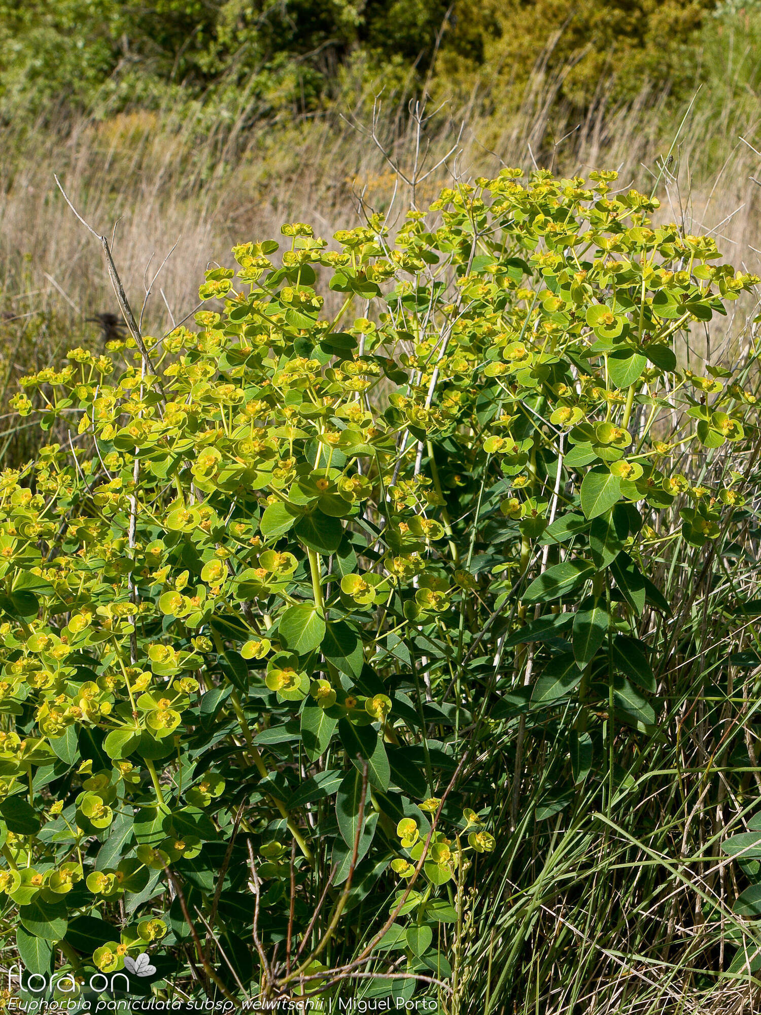 Euphorbia paniculata - Hábito | Miguel Porto; CC BY-NC 4.0