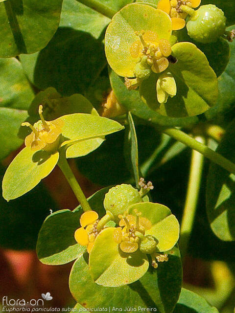 Euphorbia paniculata - Flor (close-up) | Ana Júlia Pereira; CC BY-NC 4.0
