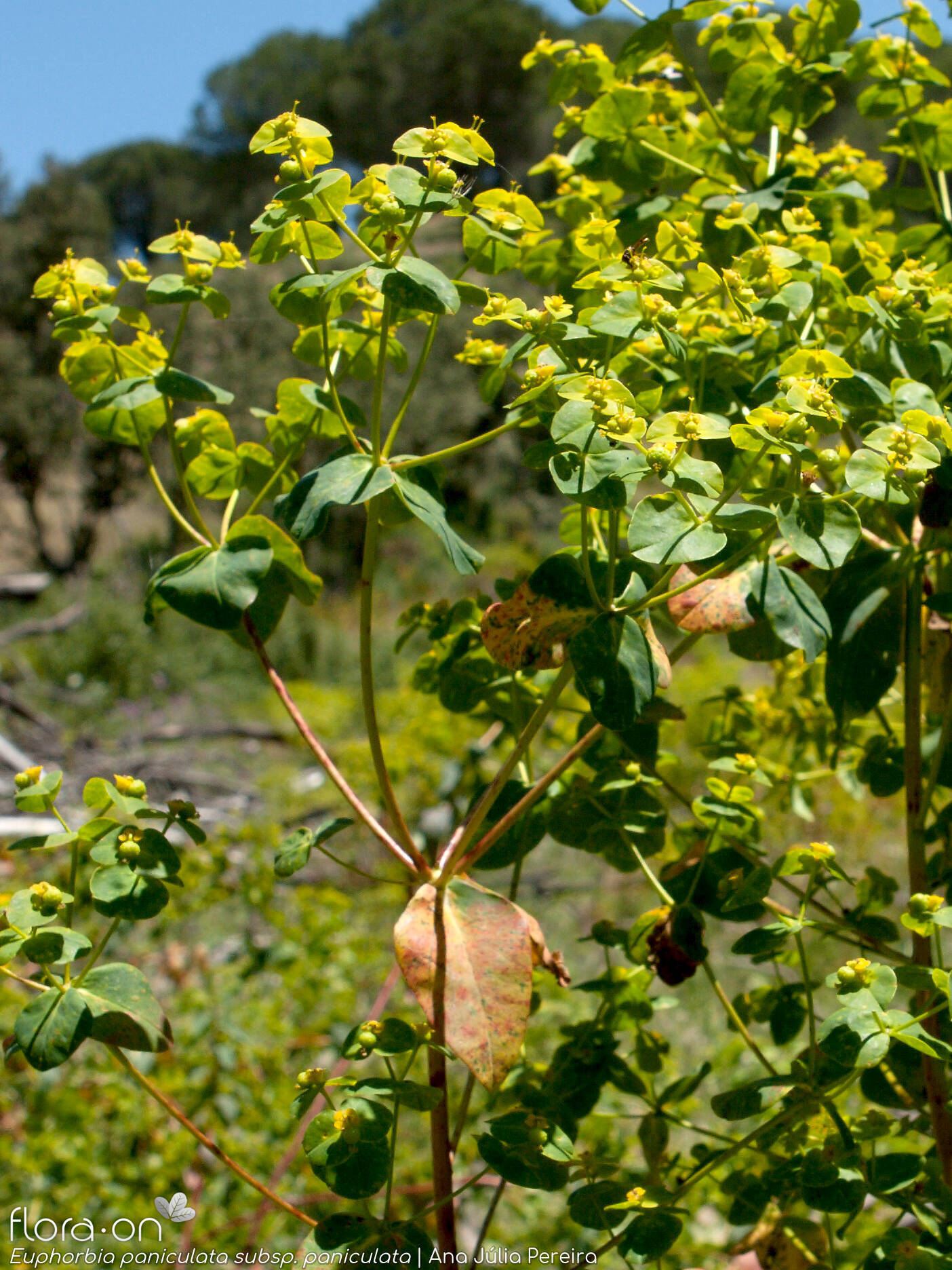 Euphorbia paniculata - Flor (geral) | Ana Júlia Pereira; CC BY-NC 4.0