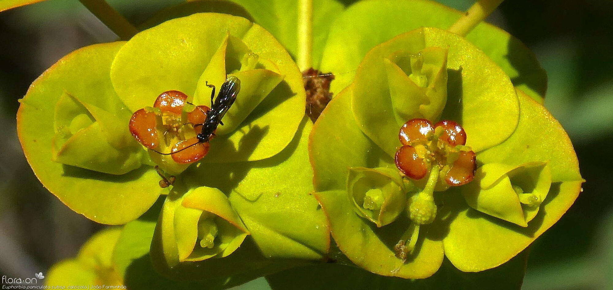 Euphorbia paniculata - Flor (close-up) | João Farminhão; CC BY-NC 4.0